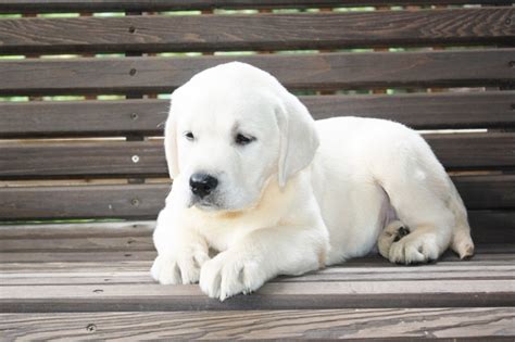 Why buy a labrador retriever puppy for sale if you can adopt and save a life? White Lab Puppies - White Labs | White Lab | White ...