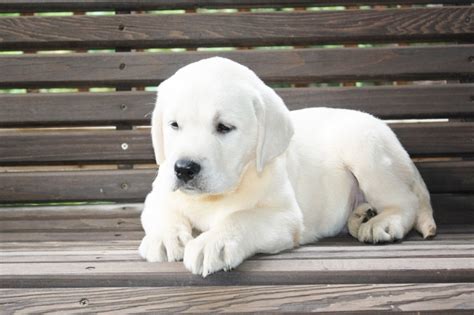 Labrador puppies for sale by registered and experienced labrador breeder. White Lab Puppies - White Labs | White Lab | White ...
