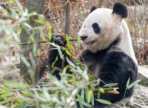 Giant Pandas Are No Longer Considered An Endangered Species Iheart