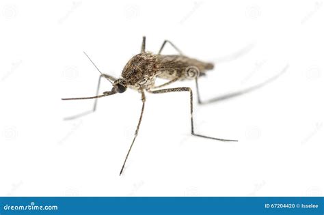 Tiger Mosquito Biting Human Skin Stock Image 25079875