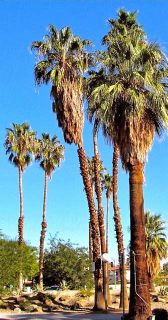 Seattle Garden Ideas Real Palm Trees Of Southern California