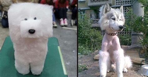 15 Pet Haircuts Gone Very Wrong Small Joys