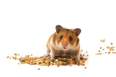 The most important thing you must always check is that your chosen hamster is bright eyed, healthy and active. Karmidła dla chomików | Karmienie chomika | Chomiki ...