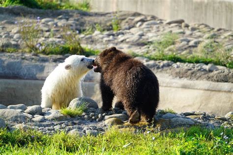 Grizzly Bear And Polar Bear Cub Become Best Friends At Detroit Zoo