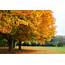 Autumn Fall Landscape Nature Tree Forest Wallpapers HD / Desktop 
