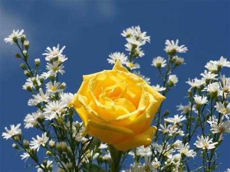 You can use this wallpaper as background for your desktop computer screensavers, android or iphone. yellow rose wallpaper |Rose Wallpapers