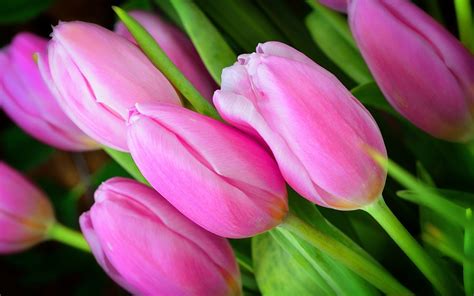 Pink Tulips Wallpaper 68 Images