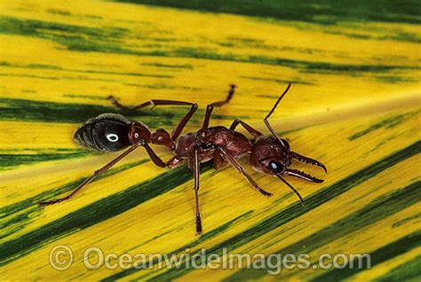 Bull Ant Myrmecia Nigrocincta Photo Image