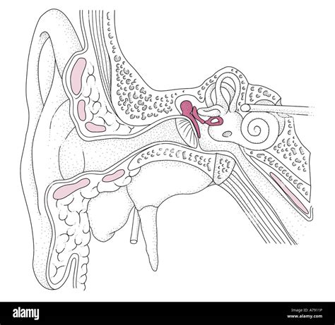 An Illustration Of The Auditory Apparatus Of The Ear Showing The Outer