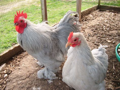 Pekin Bantam For Sale Chickens Breed Information Omlet