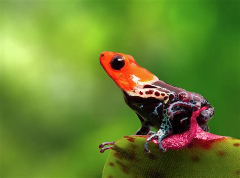 Amazon Poison Dart Frogs