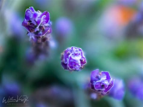 Tiny Purple Flowers Natureisbeautiful