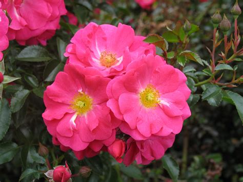 Buy Online Flower Carpet Rose Pink Supreme Ashwood Nurseries
