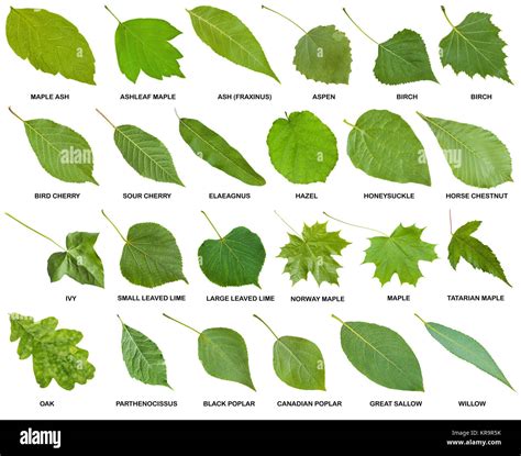 Collection Of Green Leaves Of Trees With Names Stock Photo Alamy