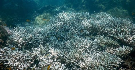 Global Warming Is Turning The Great Barrier Reef White