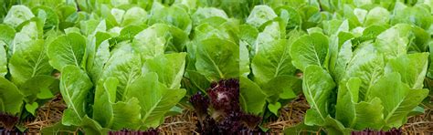In a typical fertilizer, you'll find lots of nitrogen, phosphorus, and potassium. » House Plants