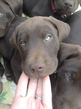 Pine is a male, chocolate, labrador retriever. AKC Chocolate, Fox Red, and Blonde Labrador puppies for ...