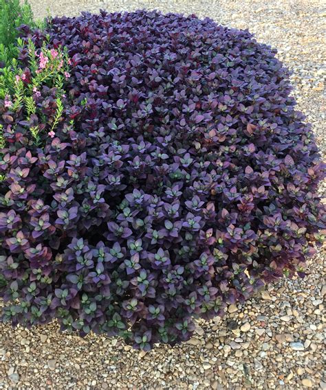 17 Purple Leaf Plant Marcellawindsor