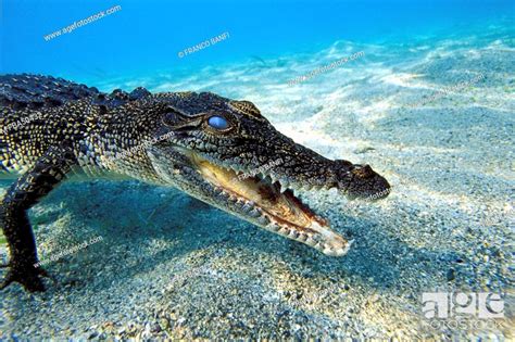 Juvenile Saltwater Indo Pacific Crocodile Crocodylus Porosus Pacific