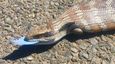 Oc I Found This Wild Blue Tongue Lizard Soaking Up The Sun On The