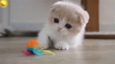 Supper Cute Kittens In The World 086 재미있고 귀여운 개들과 고양이 및 애완동물 이야기 모음