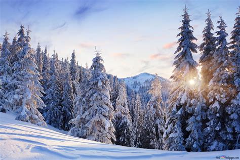 Snow Covered Pine Trees Hd Wallpaper Download