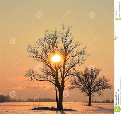 Trees Silhouettes Winter Sunset Stock Photo Image Of