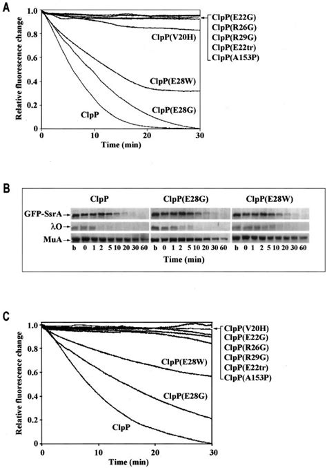 Mutations In The N Terminal Loop Of Clpp Affect The Degradation Of