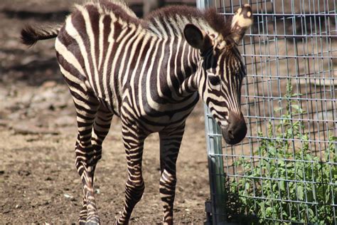 Grants Zebra Foal Equus Quagga Boehmi Zoochat