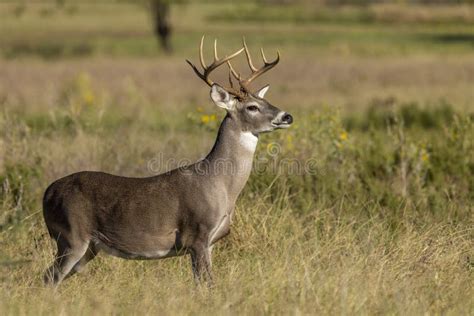 Whitetail Deer Buck In Texas Farmland Stock Image Image Of Deer