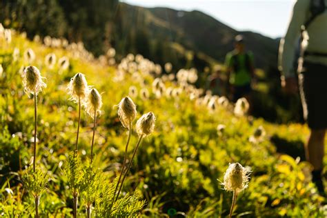 Summer Hiking At Whitecap Alpine Explore The Rugged Beauty Of Canada