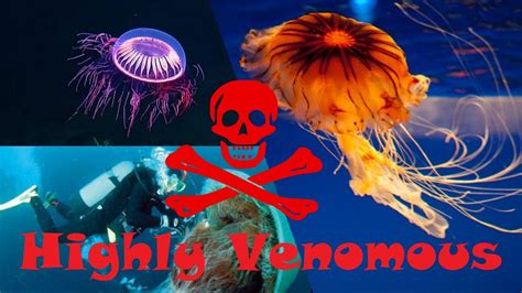 10 Most Dangerous Jellyfish In The World Youtube
