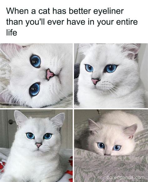 20 Best Funny Cat Memes That Every Cat Owner Can Relate To In 2020 Cat