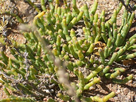 Filee8214 Tamchy Desert Plant Wikimedia Commons