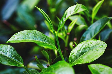 Pleasant fragrances of tea tree oil, ( think spanish cedar or close to it) vanilla oil, a trace of peppermint jojoba seed oil, with a few. Tea Tree Oil is actually different - The Statesman