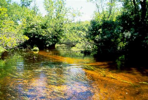One Of The Many Pristine Cedar Water Creeks In Sj Pine Barrens