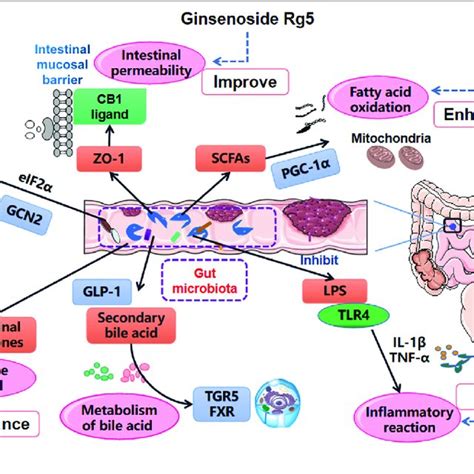 Deglycosylation Process Of Ginsenosides Rb1 And Rg3 Through Gut Download Scientific Diagram