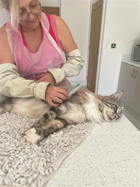 Jans Mobile Cat Grooming – Mobile Cat Grooming Based In Garstang.