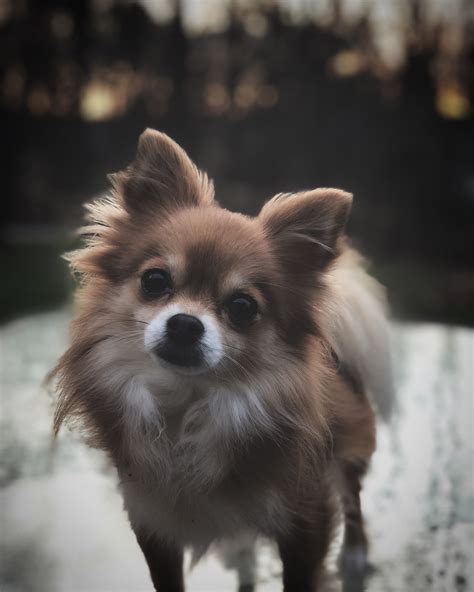 Long Haired Chihuahua Pomeranian Mix Puppies Pets Lovers
