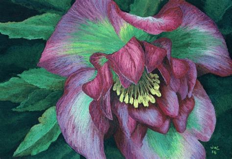 Original Hellebore Flower Soft Pastel Painting In Rich By Jolarts