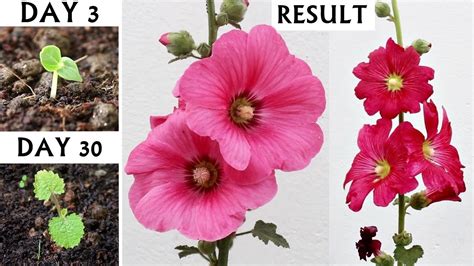 Tips To Grow Hollyhocks From Seeds In Pot A Z Details Youtube