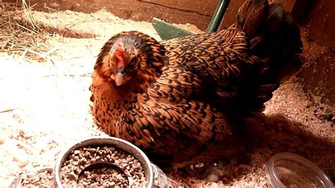 Hen Gathering Her Newly Hatched Chicks Youtube