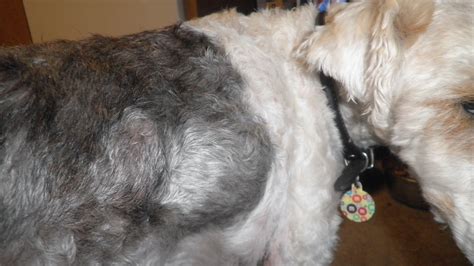 My 11 Year Old Wire Fox Terrier Has A Growth On His Right Chest Wall
