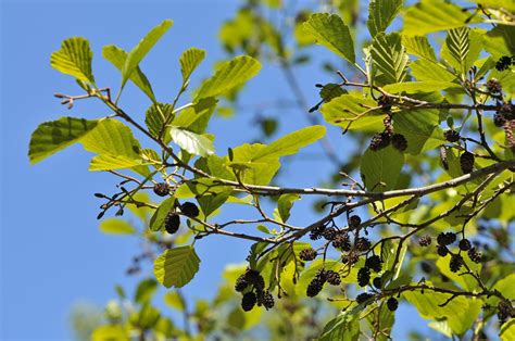 The Ordinary And Amazing Alder Tree Alder Tree Coaching