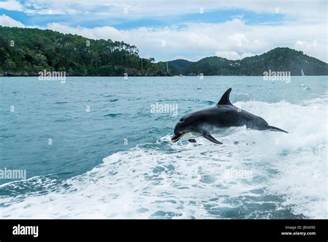 Bottlenose Dolphin Leaping Out Of Sea Bay Of Islands North Island