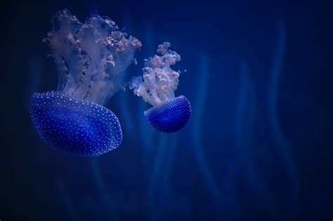 Wallpaper Animals Umbrella Blue Canon Jellyfish Zoo Aquarium