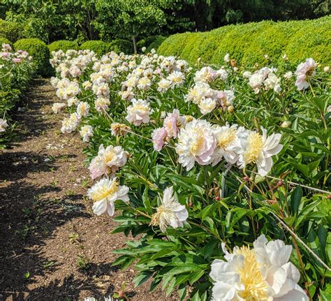 My Herbaceous Peonies In Bloom The Martha Stewart Blog