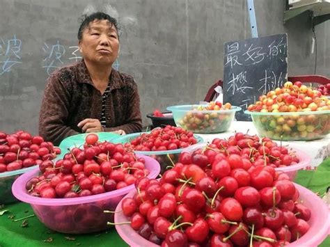 Chinese Cherry Price Plummets As Large Volumes Of Cherries Enter The