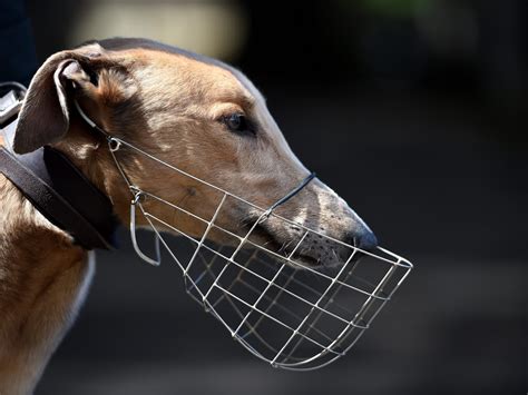 Calls To End Greyhound Racing In Portugal The Portugal News