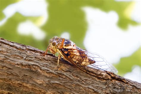 Cicadas Habitat And Characteristics